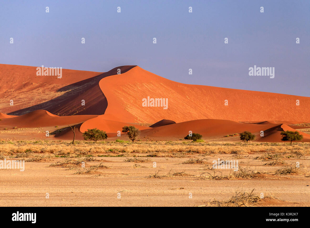 Dry plants and Dead Acacia surrounded by sandy dunes Deadvlei Sossusvlei Namib Desert Naukluft National Park Namibia Africa Stock Photo