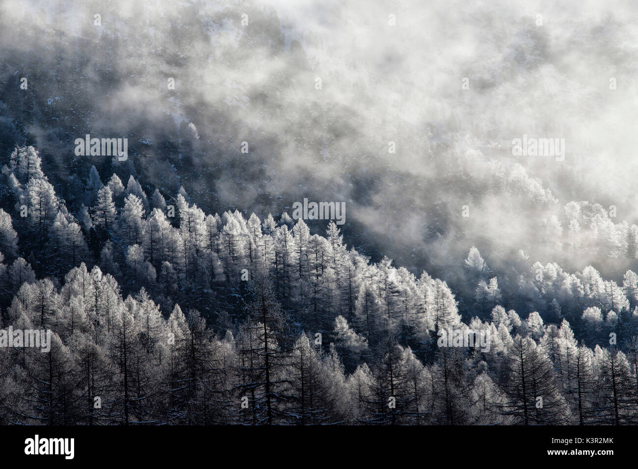 Frozen larches in the woods surrounded by low clouds Bernina Pass Engadine Canton of Graubünden Switzerland Europe Stock Photo