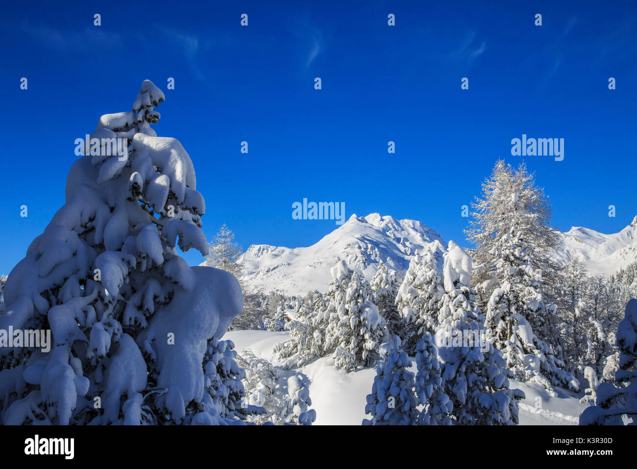 The heavy snowfall covered trees and the peaks  around Maloja Canton of Graubünden Engadine Switzerland Europe Stock Photo