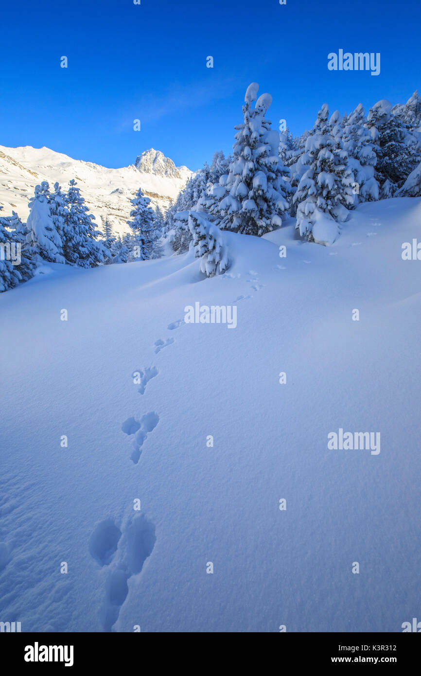 The heavy snowfall covered trees and the peaks  around Maloja Canton of Graubünden Engadine Switzerland Europe Stock Photo