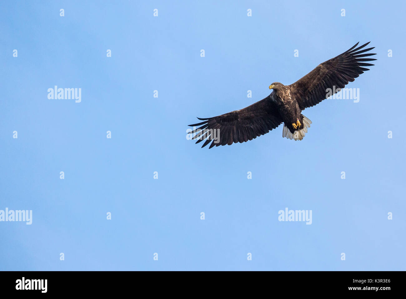 White tailed sea eagle Flatanger Trøndelag Norway Europe Stock Photo