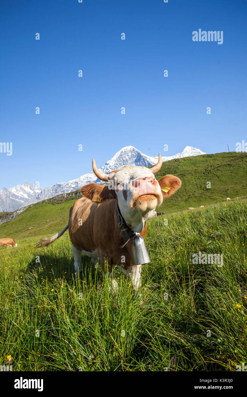 Cow in the pastures of  Mannlichen Grindelwald Bernese Oberland Canton of Berne Switzerland Europe Stock Photo