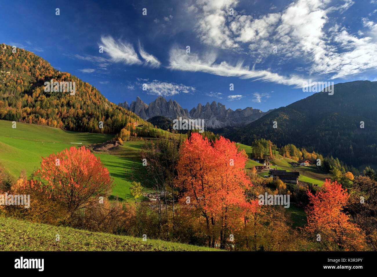 Red cherry trees in autumn color the landscape around St. Magdalena village. In the background the Odle Mountains. Val di Funes. Stock Photo
