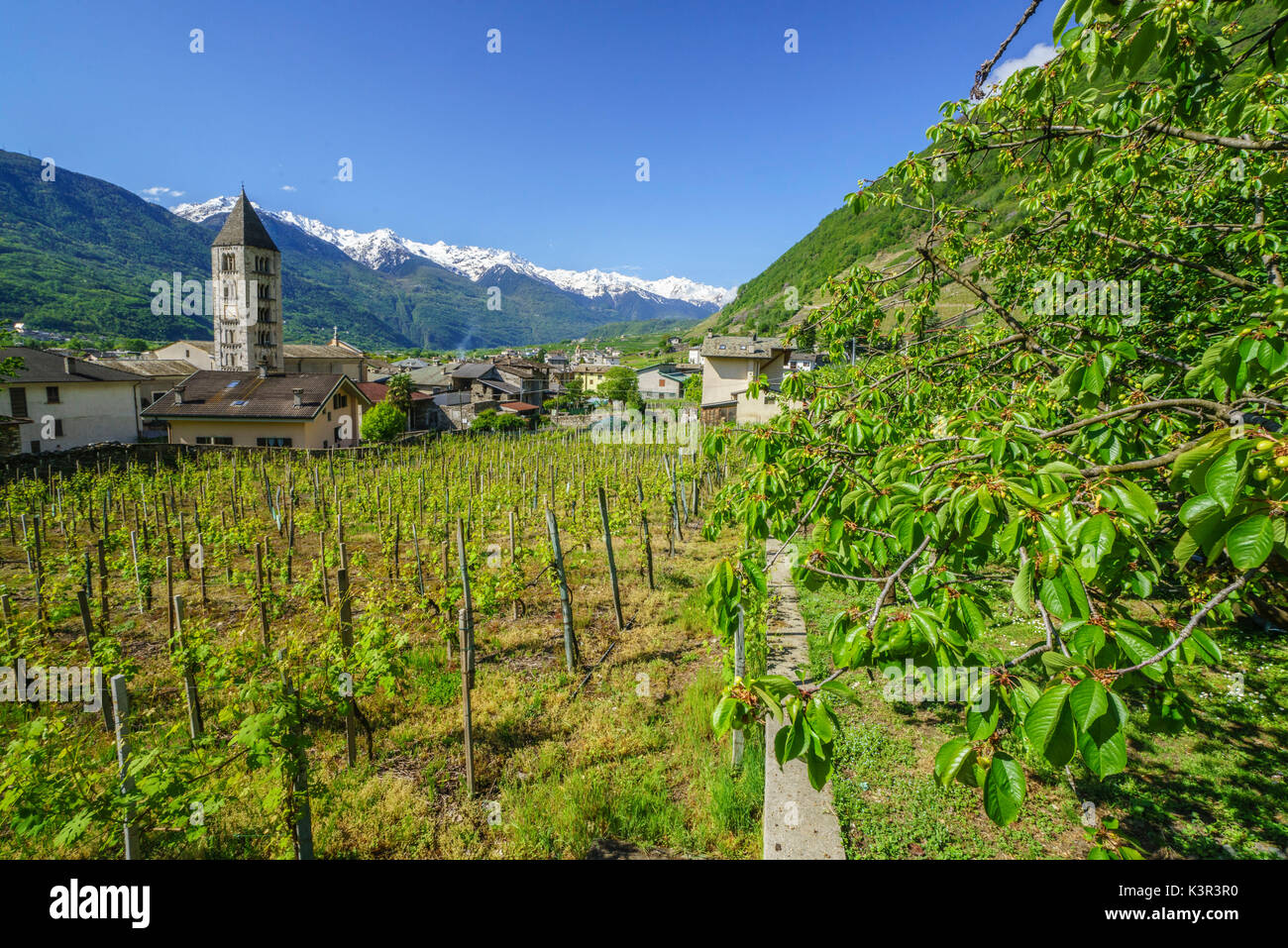 Church of Villa di Tirano by terraced vineyards of Valtellina. Province of Sondrio. Valtellina. Lombardy. Italy. Europe Stock Photo