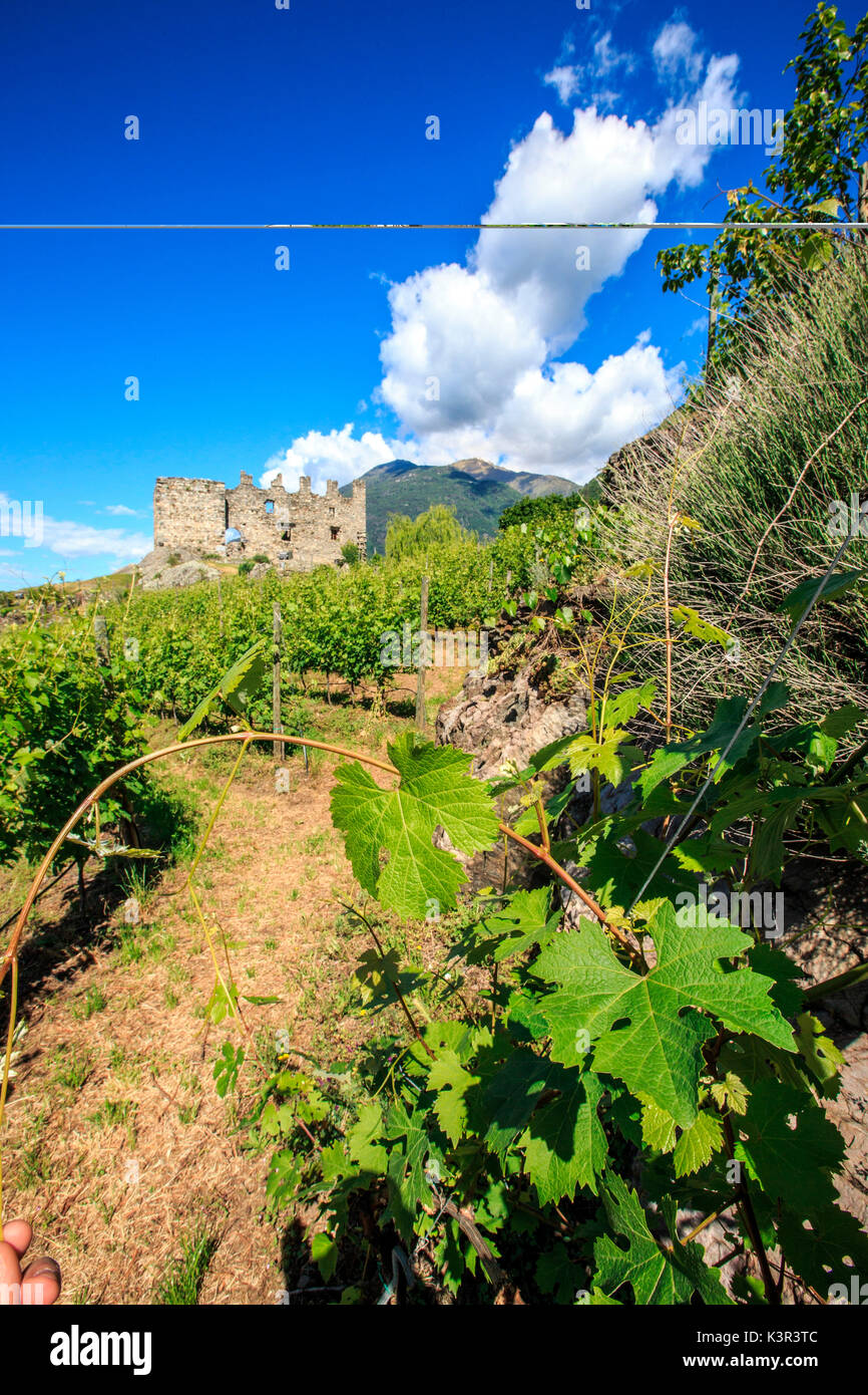 Cultivation of vines and herbs around the Castle Grumello. Montagna in Valtellina. Sondrio. Lombardy. Italy. Europe Stock Photo