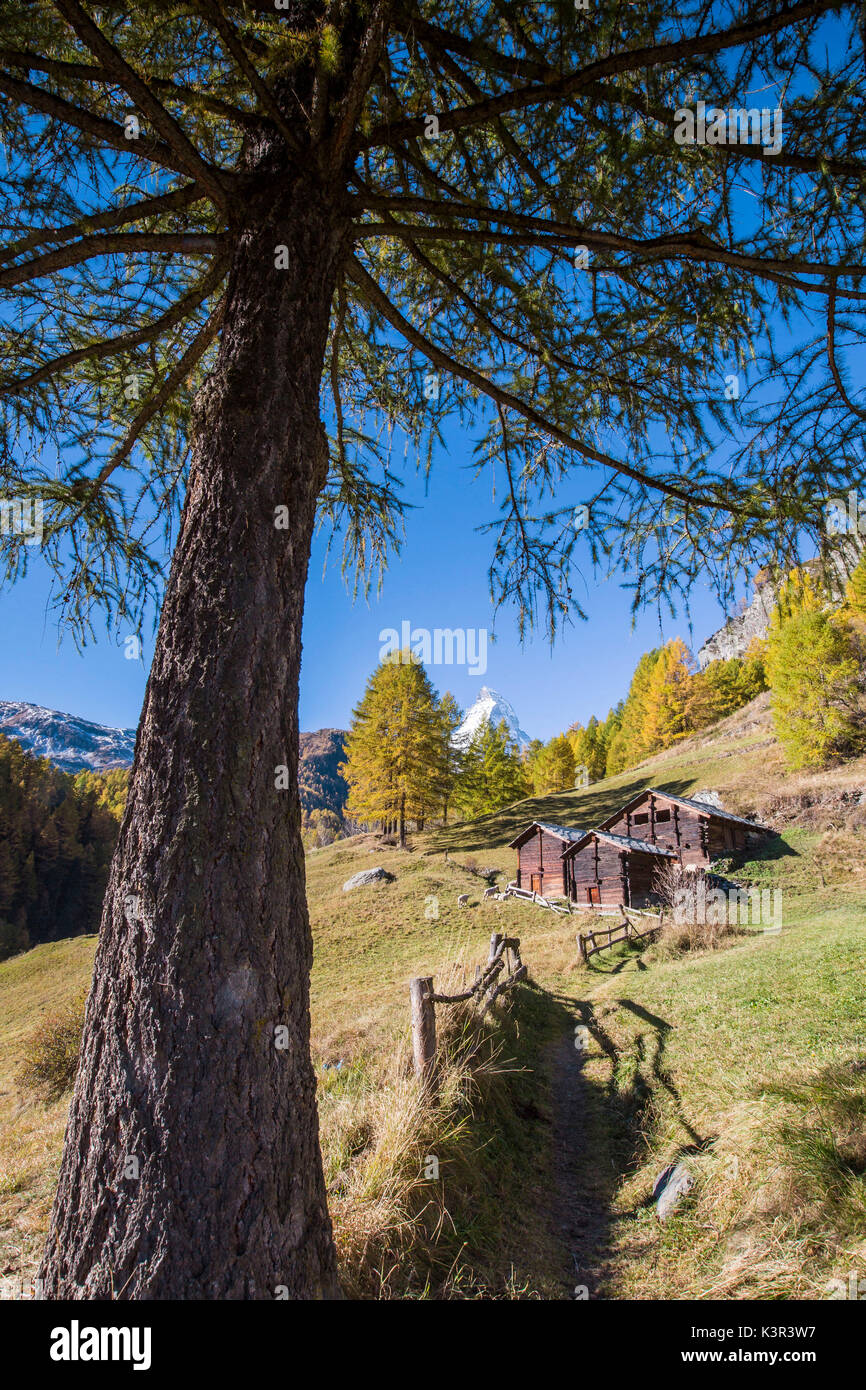 Huts on the pastures of Zermatt surrounded by yellowed larches and the Matterhorn. Switzerland. Europe Stock Photo