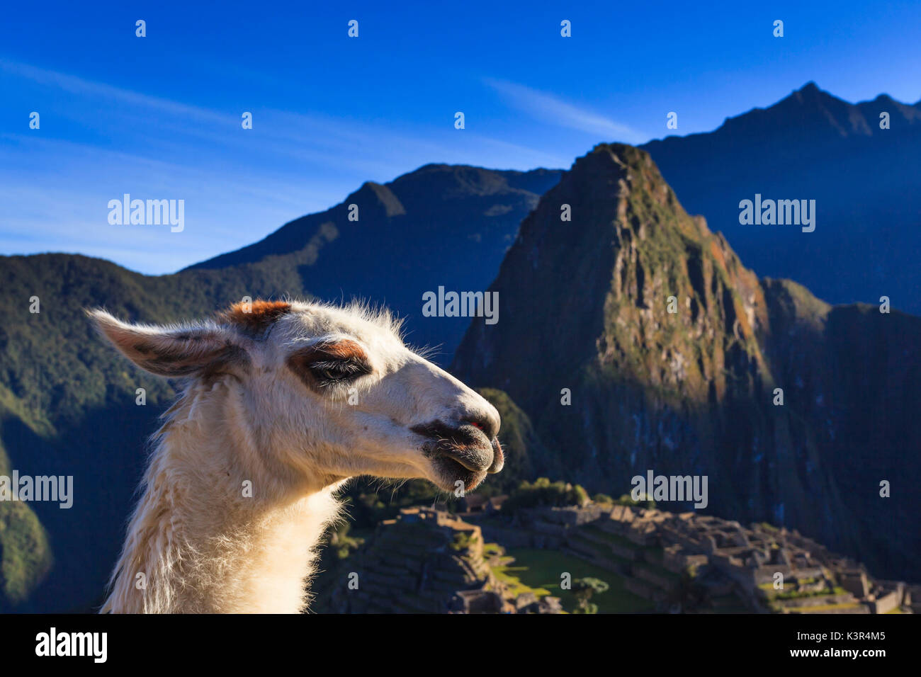 Llama at the iconic archeological site of Machu Picchu in the Cusco Region, Urubamba Province, Machupicchu District, Peru, South America Stock Photo