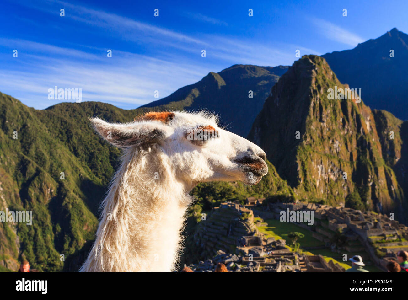 Llama at the iconic archeological site of Machu Picchu in the Cusco Region, Urubamba Province, Machupicchu District, Peru, South America Stock Photo