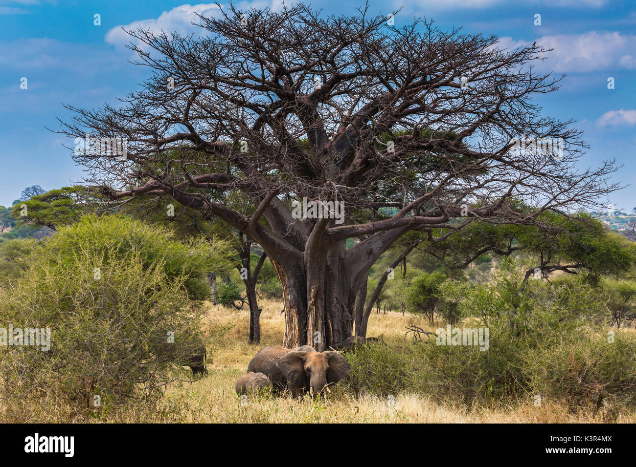 Elephant near a baobab tree in Tarangire National Park, Tanzania