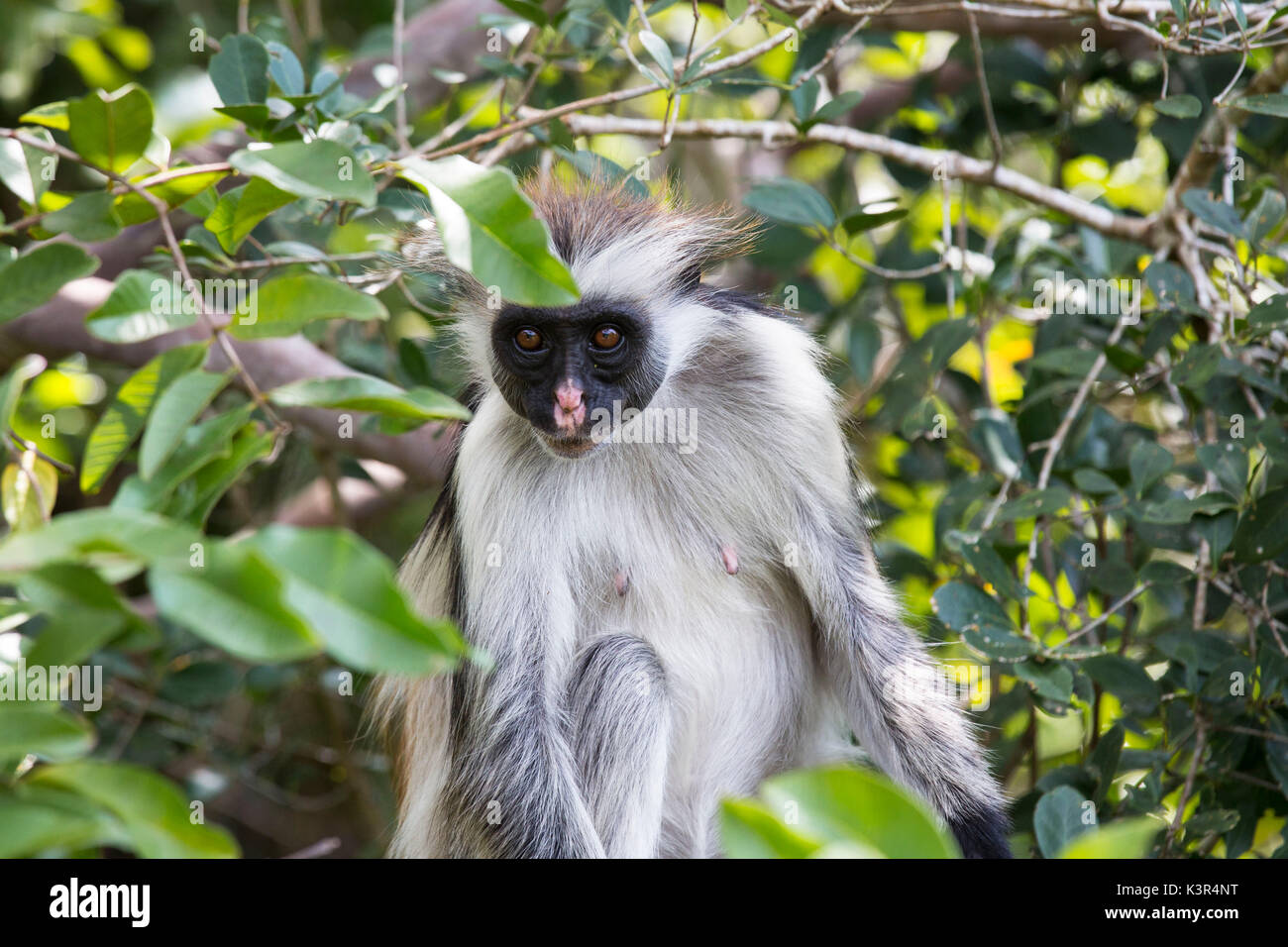 Red Colobus Monkey in Tanzania, Africa Stock Photo