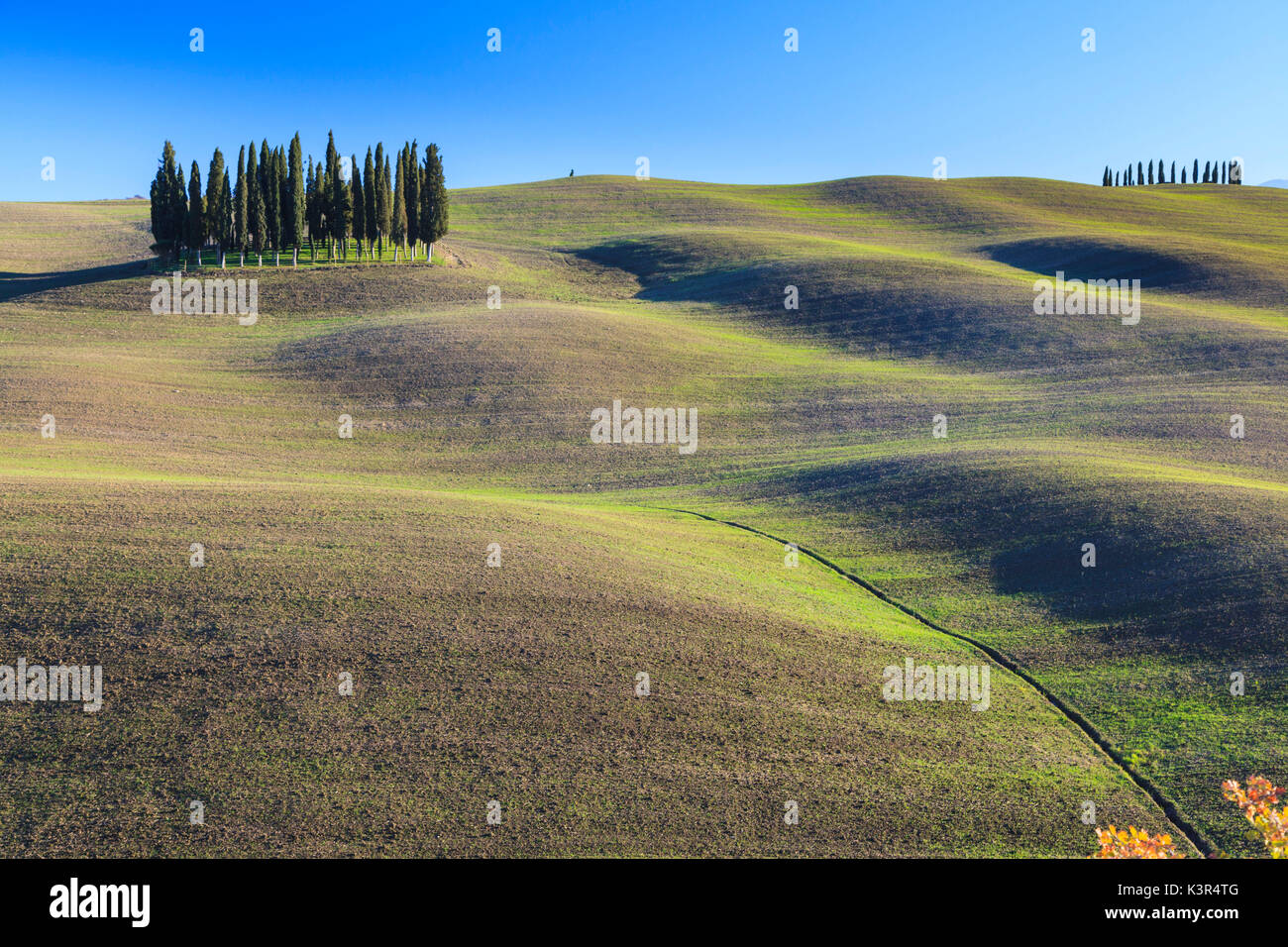 Cypresses in San Quirico d' Orcia, Orcia Valley, Siena Province, Tuscany, Italy, Europe Stock Photo