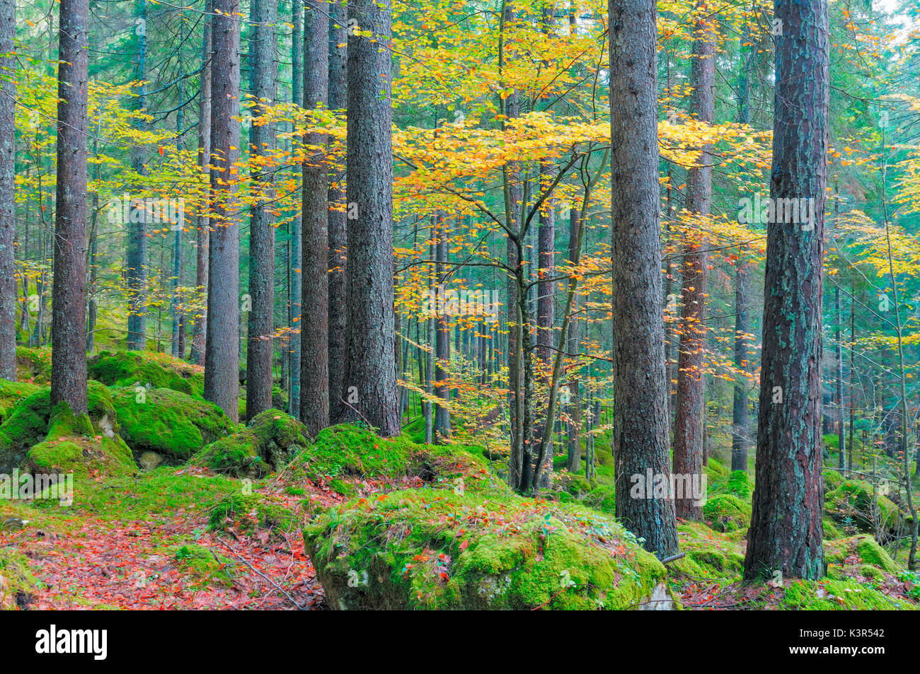 beech tree,autumn,Auronzo,Cadore,Dolomites,Veneto,Italy Stock Photo