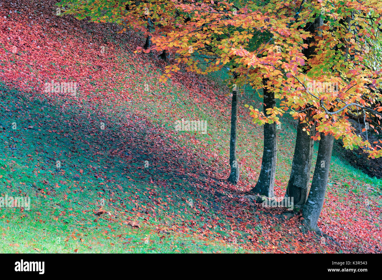 Beeches,autumn,Auronzo,Cadore,Dolomites,Veneto,Italy Stock Photo