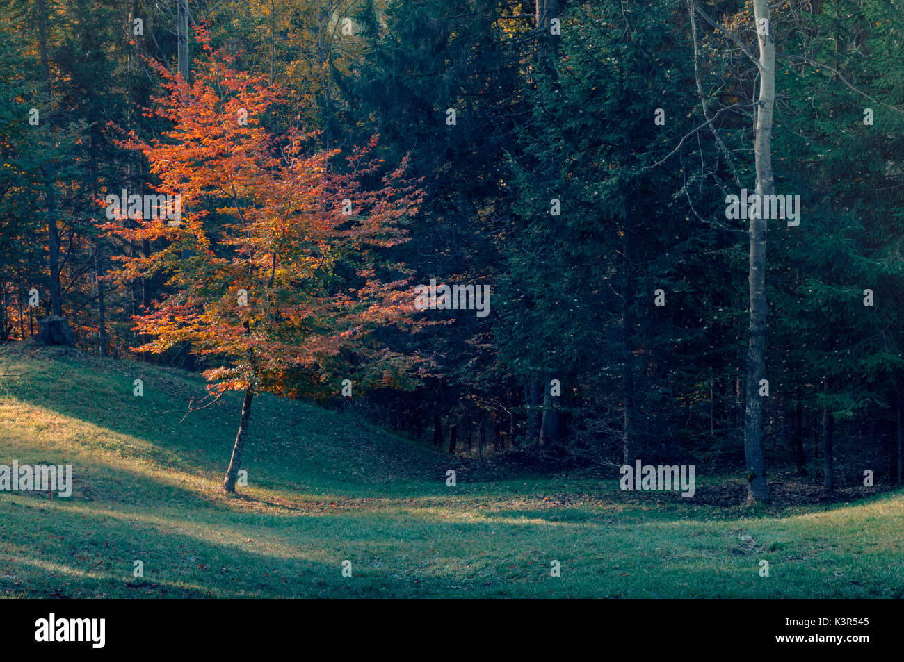 beech tree,autumn,Auronzo,Dolomites,Veneto,Italy Stock Photo