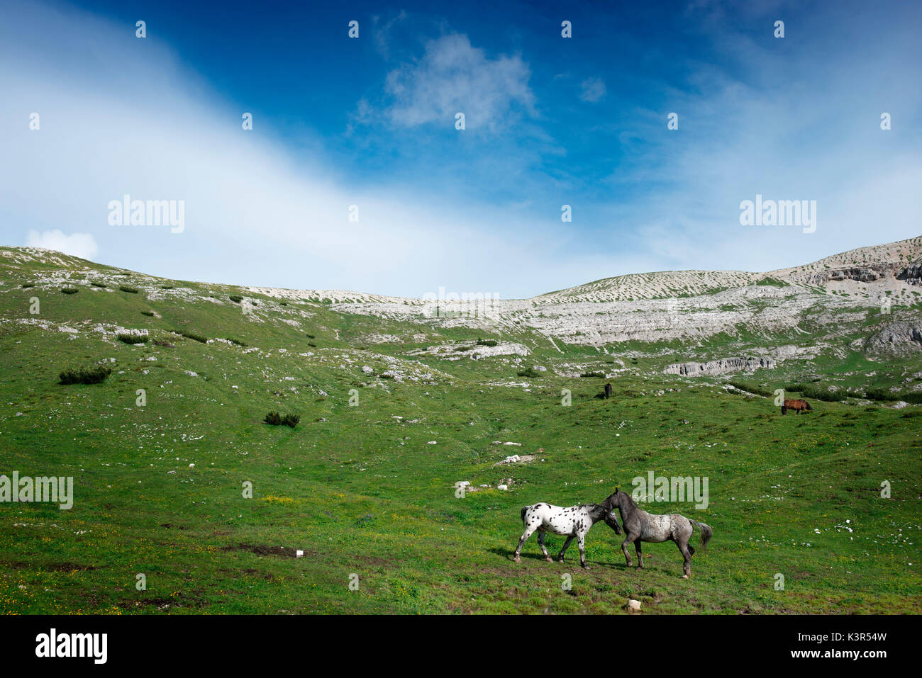 Horses, Misurina, Tre Cime di Lavaredo, Dolomites, Veneto, Italy, Auronzo, pasture Stock Photo