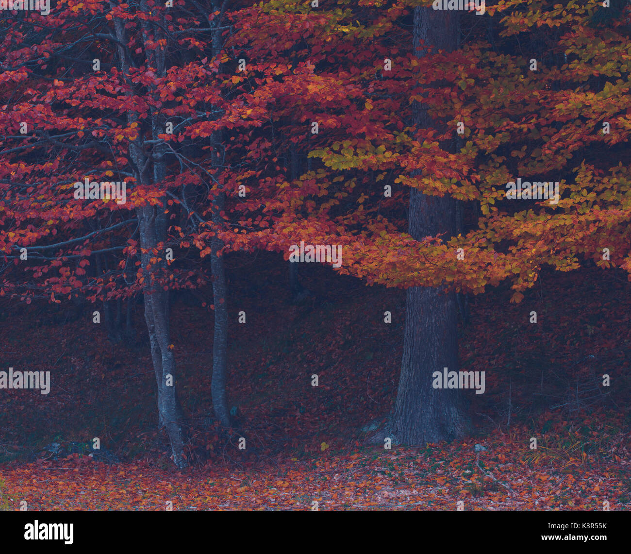 Beech trees in Autumn,Auronzo,Cadore,Dolomites,Alps,Veneto,Italy Stock Photo
