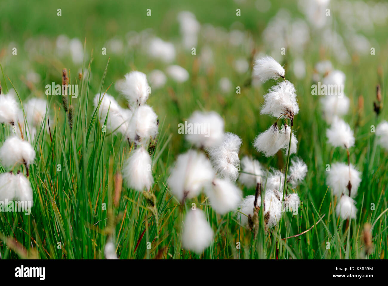nordic cotton blowed by cold iceland wind in summer in iceland Stock Photo