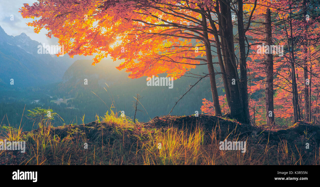 Beech trees in Autumn,Auronzo,Cadore,Dolomites,Alps,Veneto,Italy Stock Photo