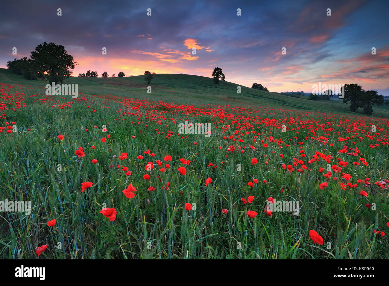 Poppies in meadow hi-res stock photography and images - Alamy