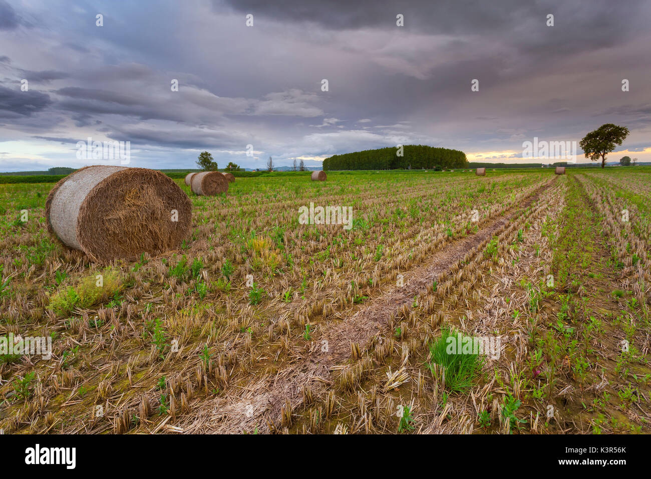 Lombardy, Italy. Wheat field after harvest, after a rainy day Stock Photo