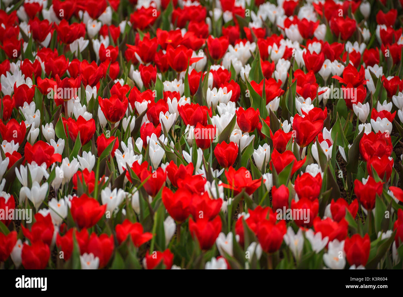 Flowers in Keukenhof parc, Lisse, Holland. Stock Photo