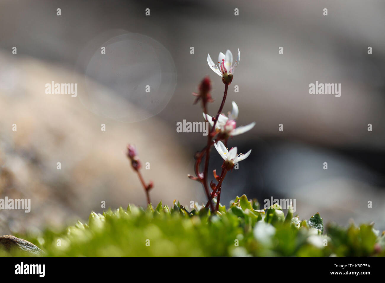 Lombardy, Italy. Starry saxifrage Stock Photo