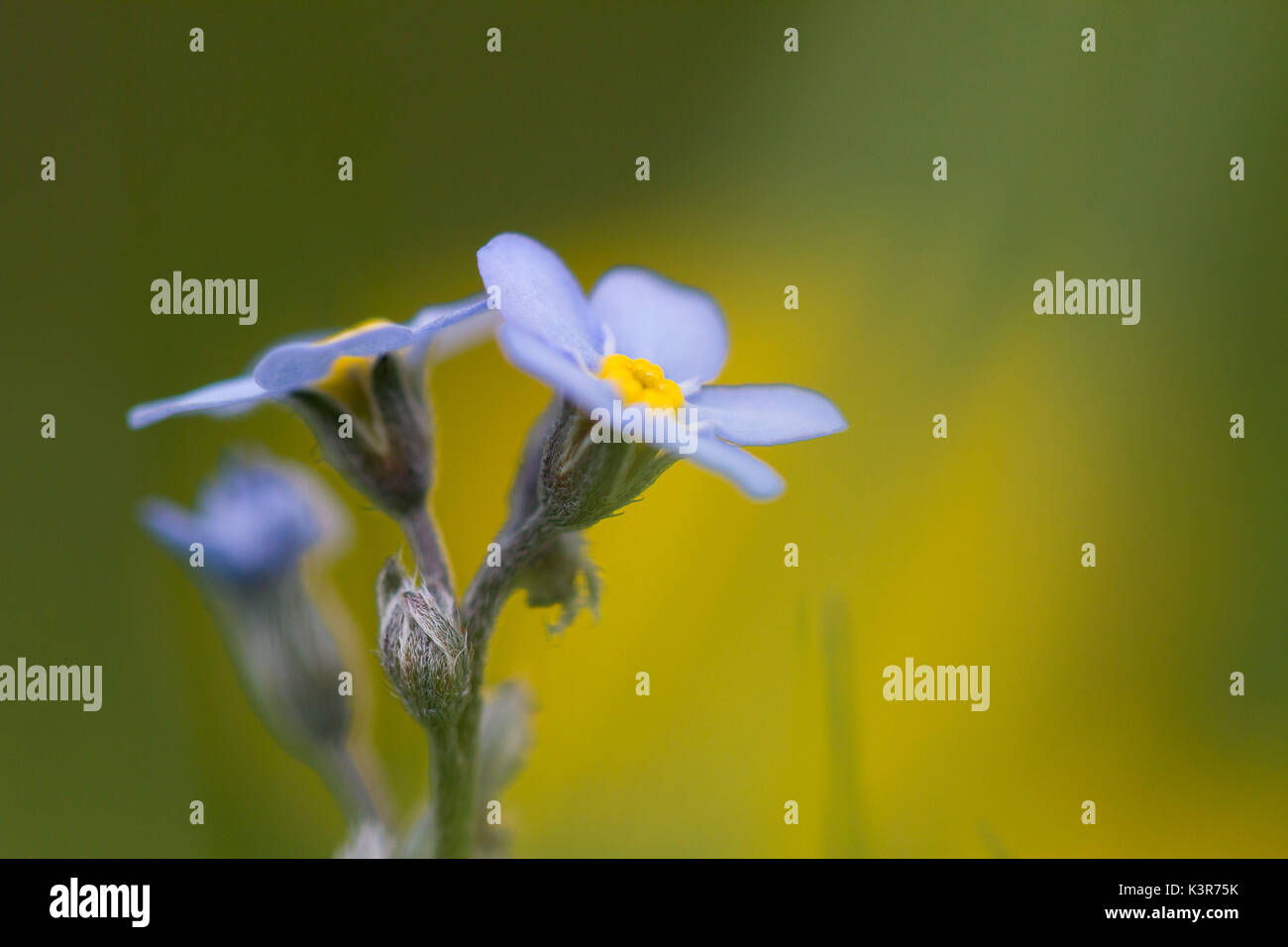 Lombardy, Italy. Myosotis Stock Photo