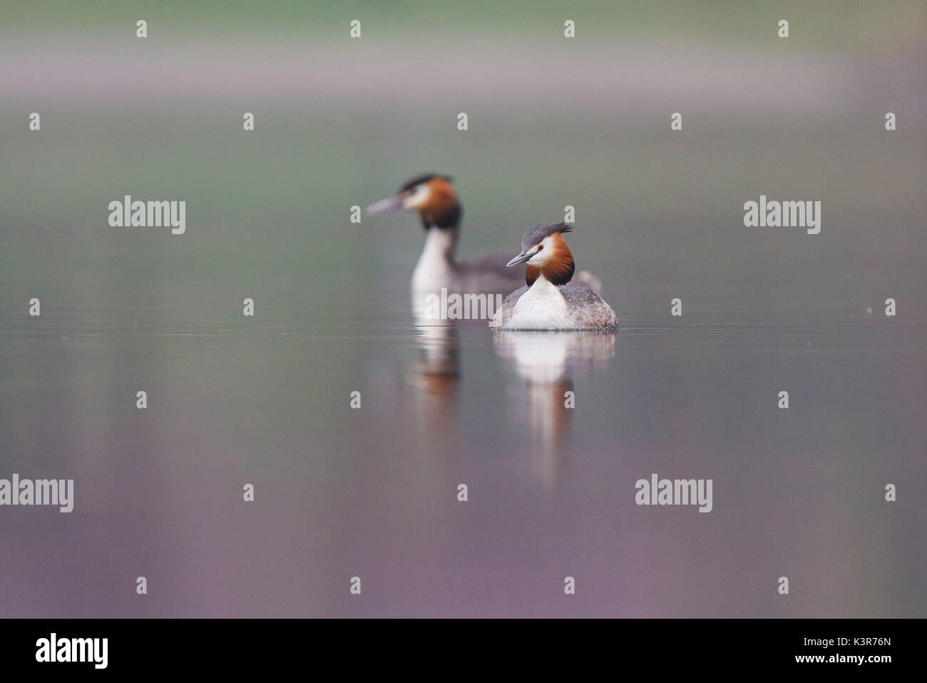Iseo Lake, Lombardy, Italy. Great crested grebe. Stock Photo