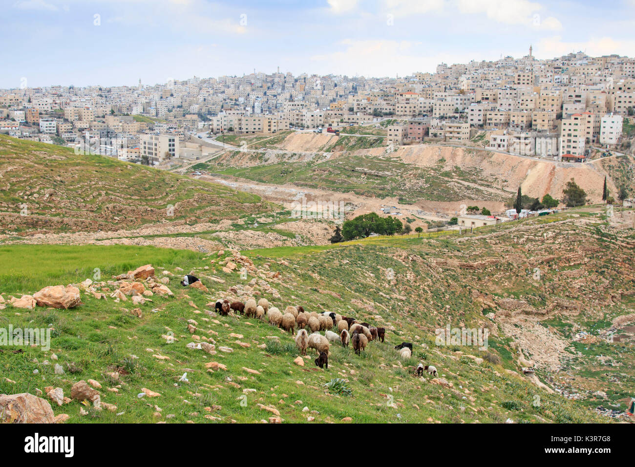 Shepherd enjoying the beautiful view of Amman, the capital of Jordan, from one of the hills nearby. Stock Photo