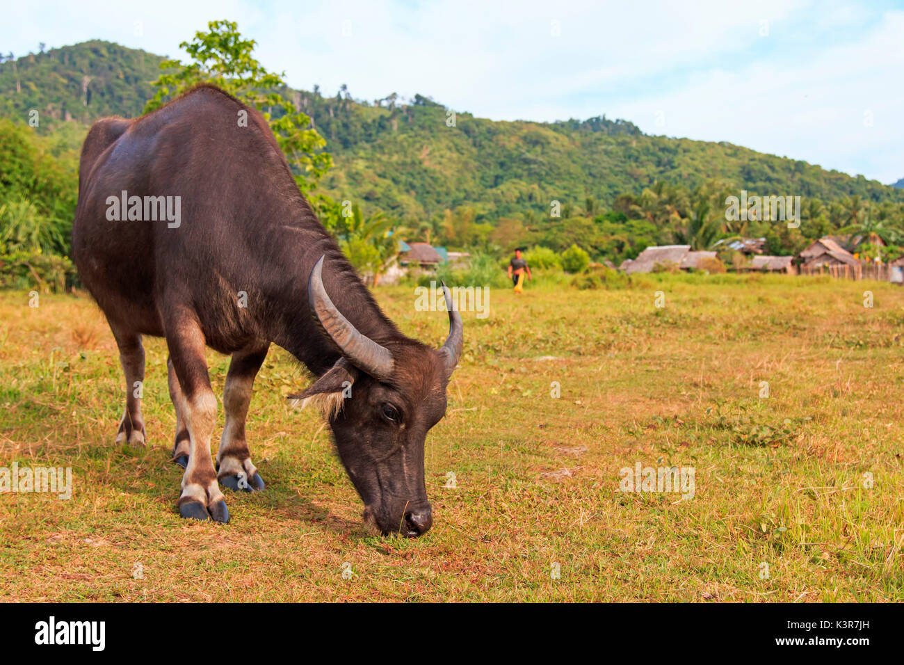 Carabao or Water Buffalo in Nacpan, Philippines Stock Photo