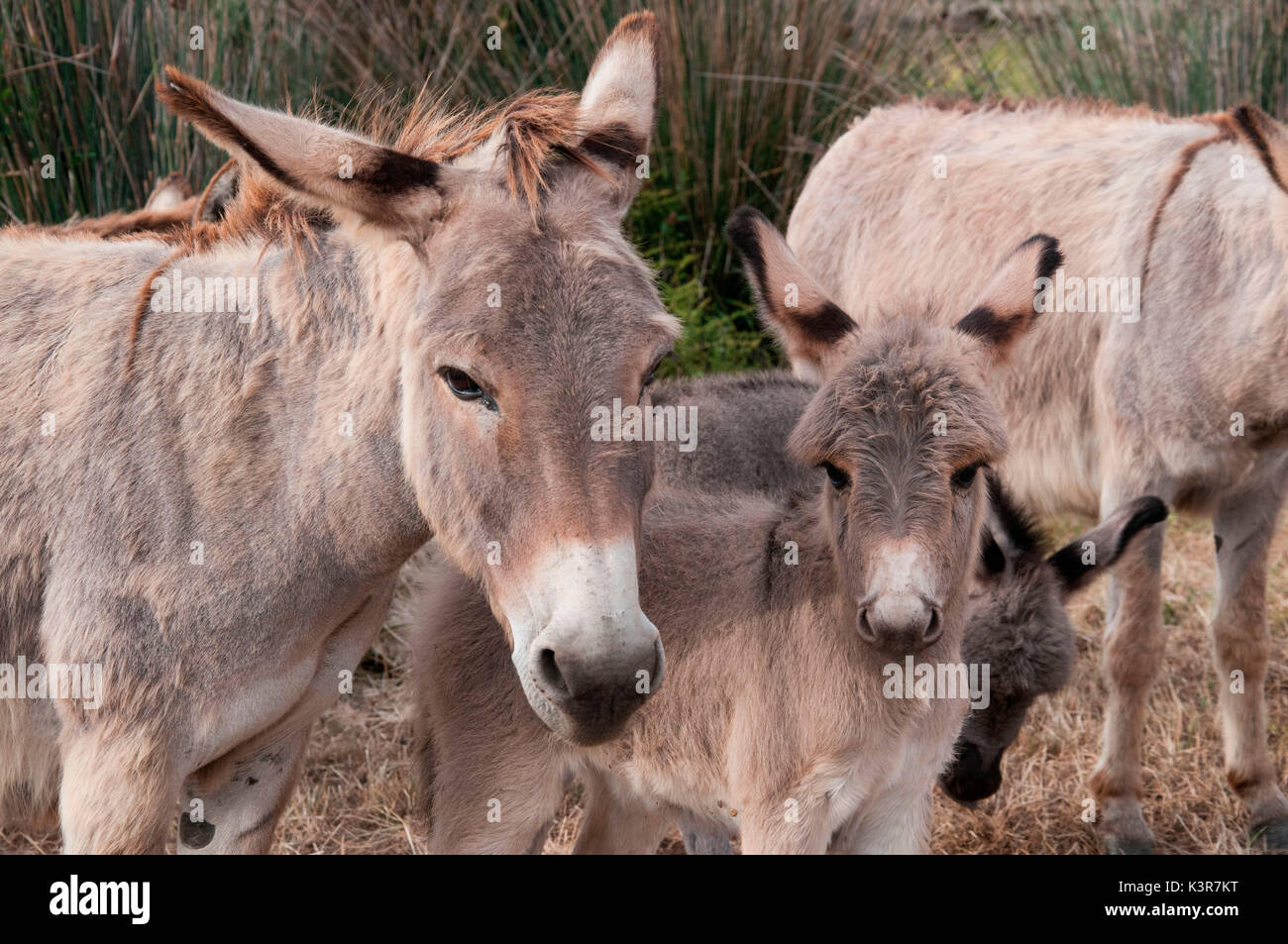 Donkeys, Asinara Nationaal Park, Porto Torres, Sassari province, sardinia, italy, europe. Stock Photo