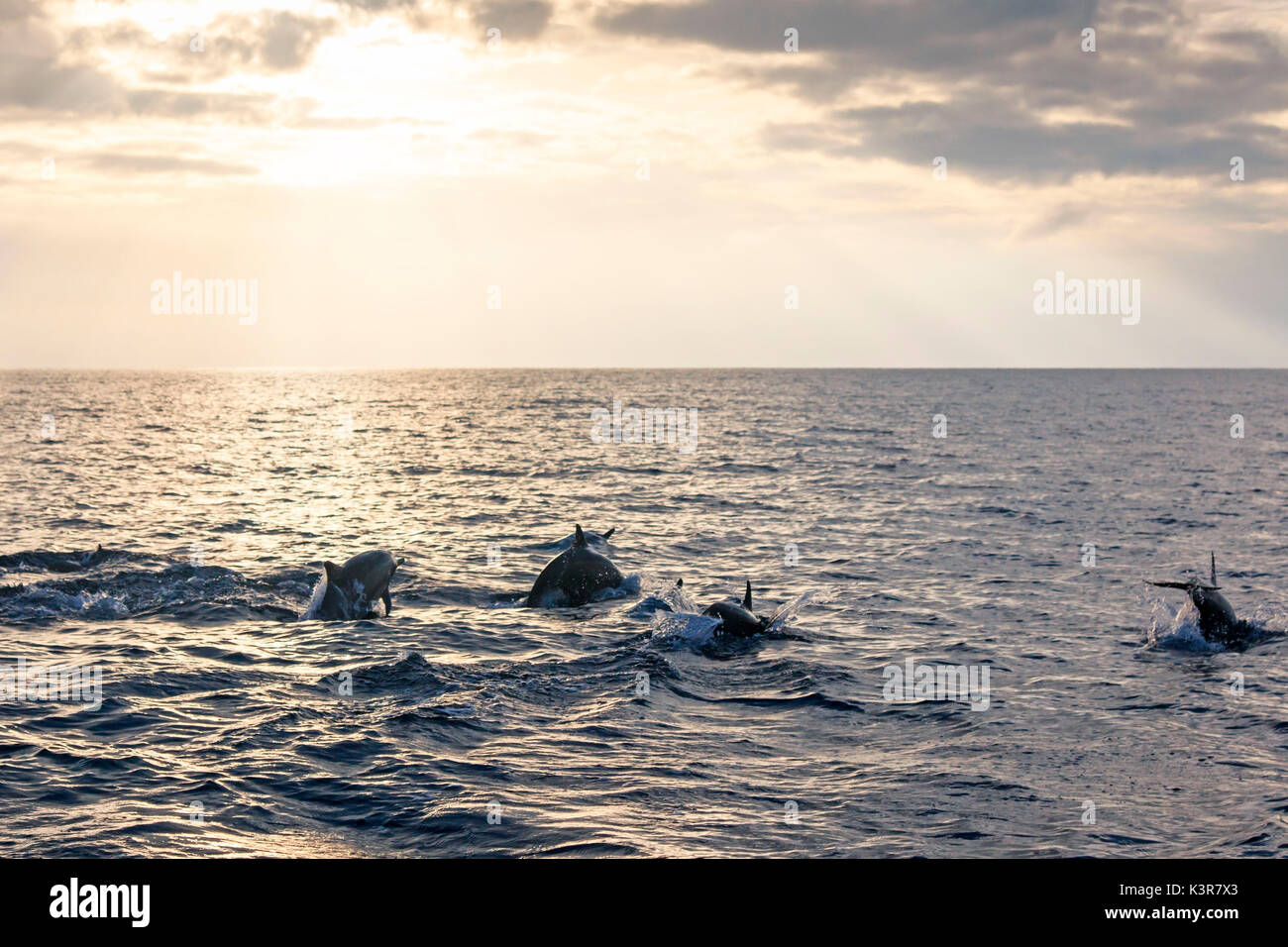 Beautiful dolphins swimming at sunrise, Philippines Stock Photo