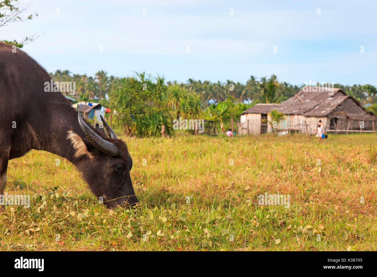 Rice field in Palawan, Philippines, with water buffalo (Carabao) Stock Photo