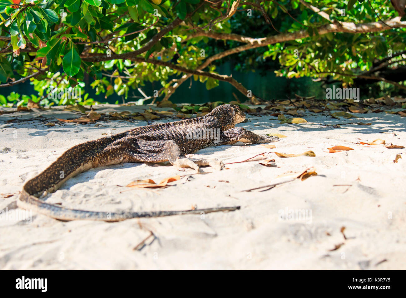 Lizard on a beach of the Philippines, Palawan water monitor Stock Photo