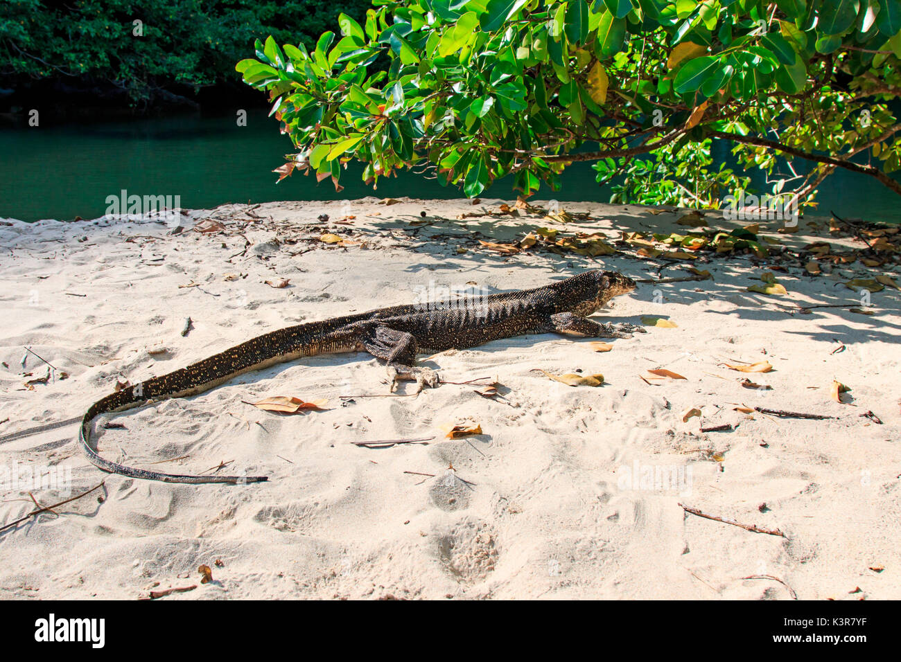 Lizard on a beach of the Philippines, Palawan water monitor Stock Photo