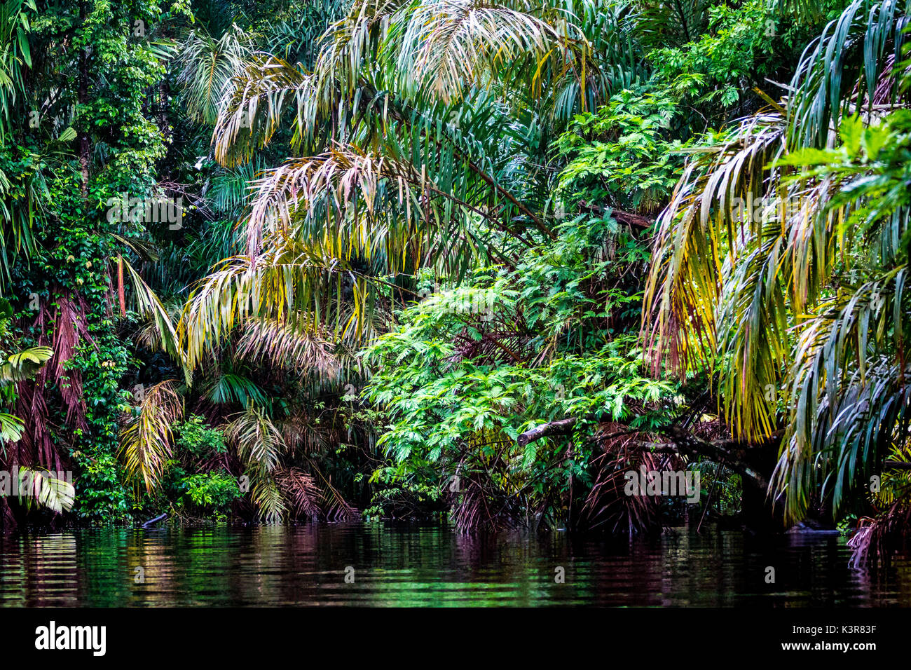 Costa Rica, Tortuguero National Park. Stock Photo