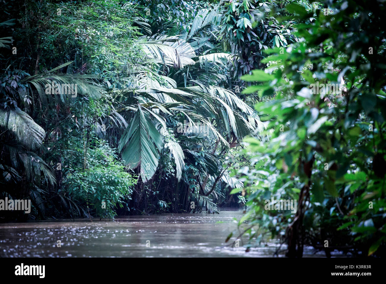 Tortuguero National Park, Costa Rica, view of the rainforest from a boat in the canals Stock Photo