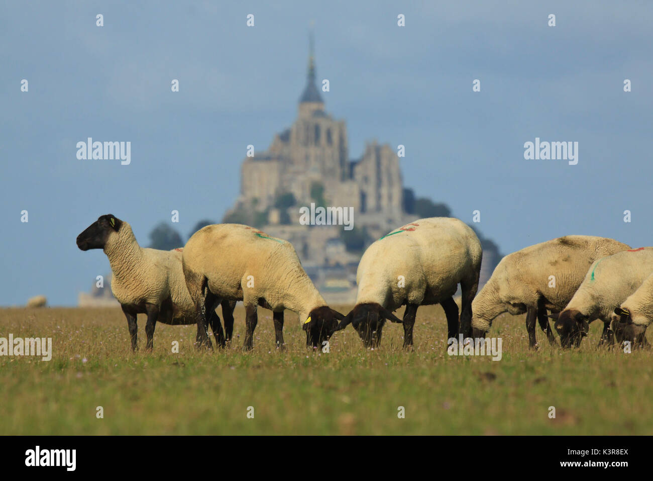 Landscape with of Mont Saint Michel on background and sheep eating grass of foreground, in Normandy, France Stock Photo
