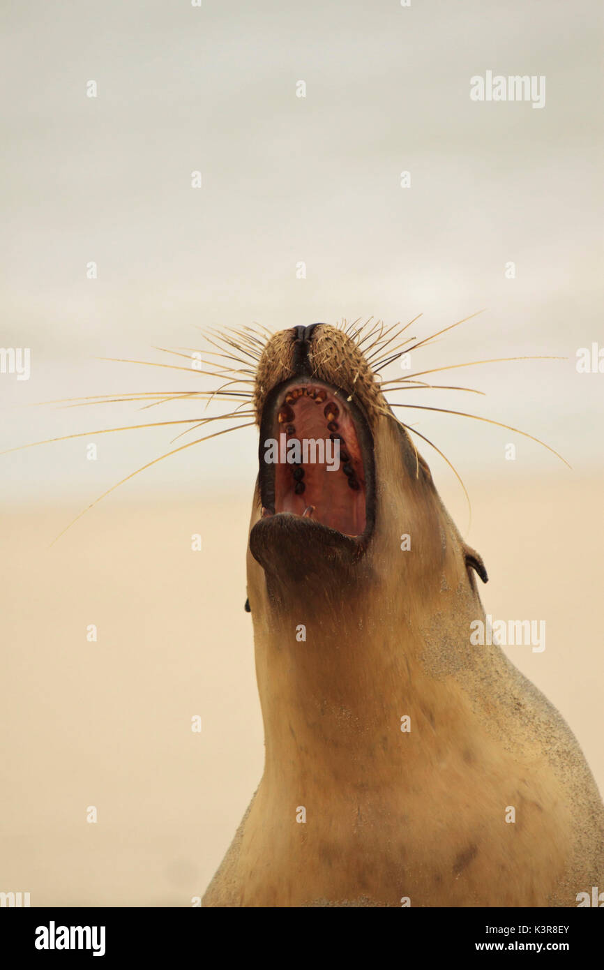 Sea lion yawning - Kangaroo Island Stock Photo