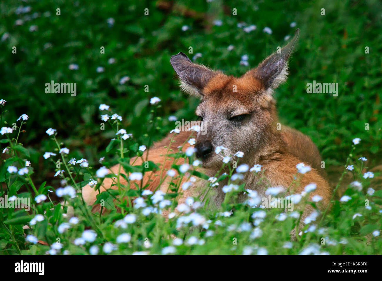 Resting kangaroo hires stock photography and images Alamy
