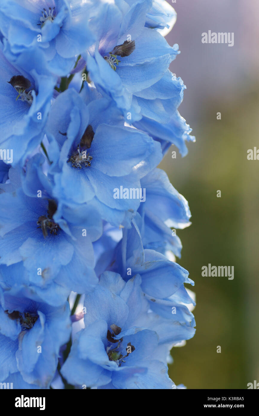 Delphinium 'Blue Jade' Stock Photo
