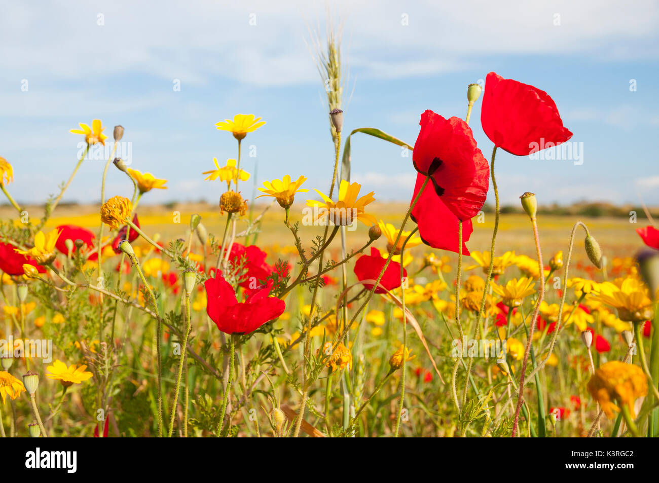 Wild flowers field Stock Photo - Alamy