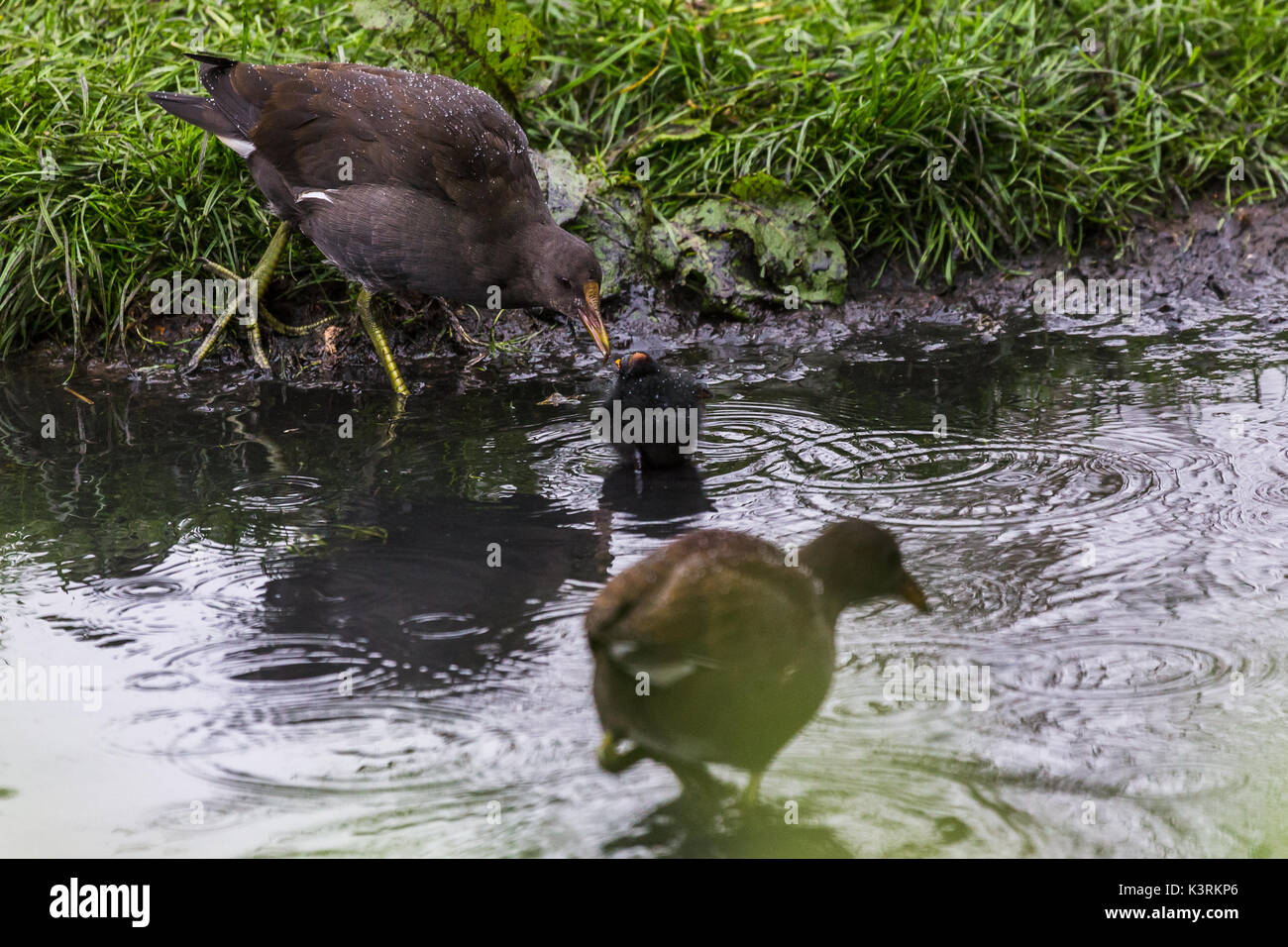 A tiny moorhen chick is fed on the edge of a shallow area of water in Norfolk seen during the summer of 2017. Stock Photo