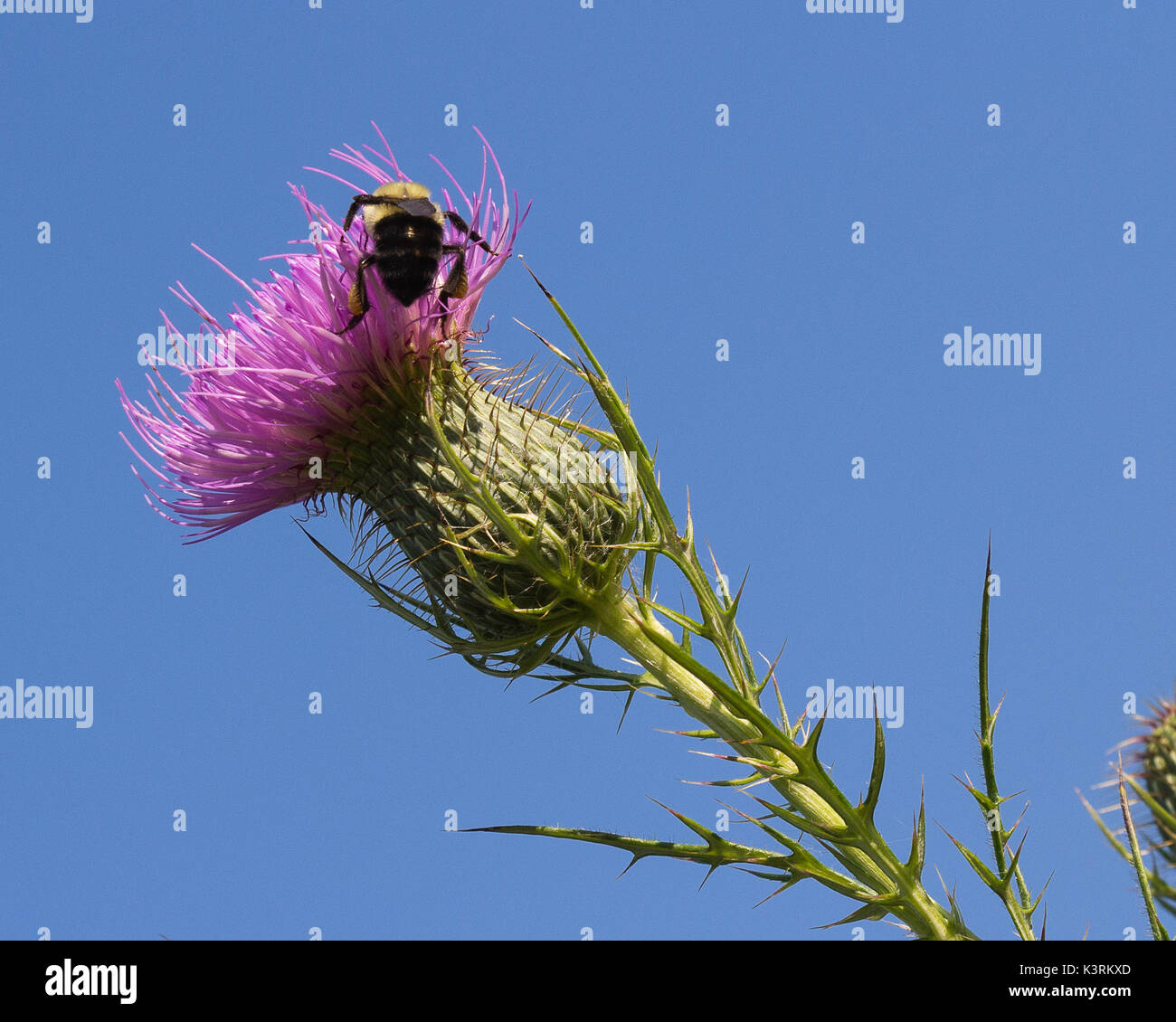 Large Bumble Bee with flower Stock Photo