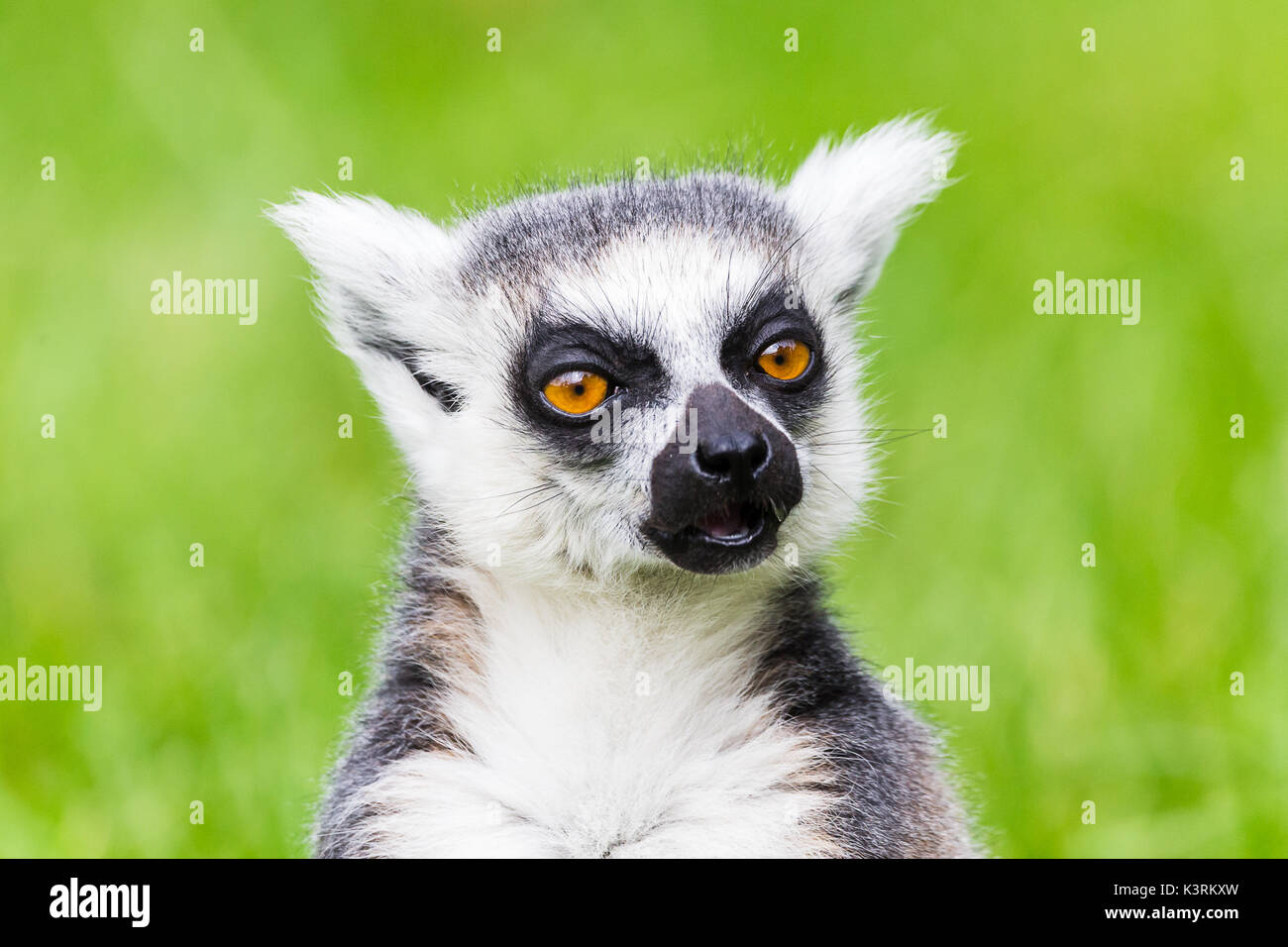 A Ring-tailed lemur gazes into the distance as it pauses from a feed on the ground. Stock Photo
