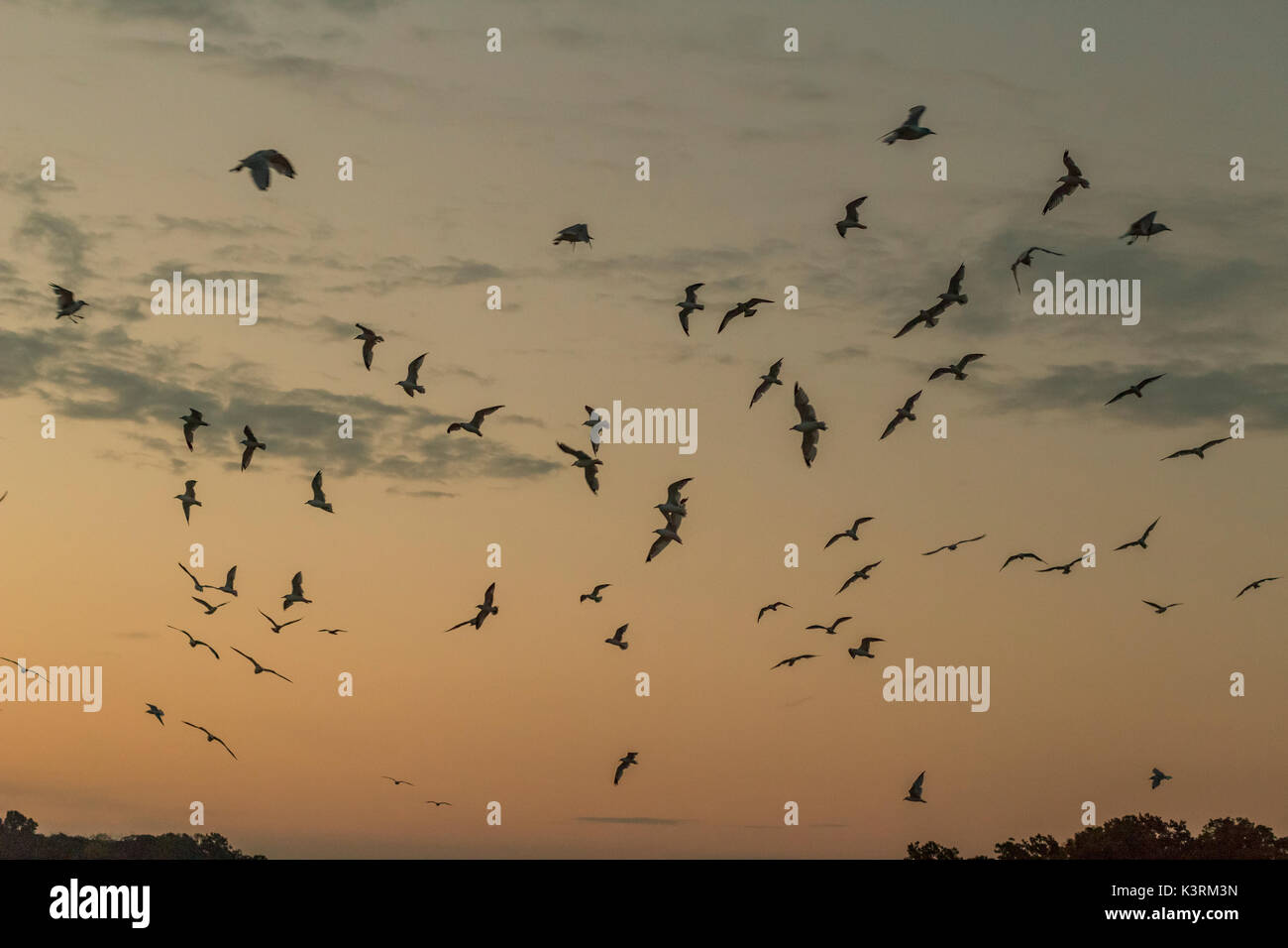 a group of seagulls flying through the air at sunset. Stock Photo