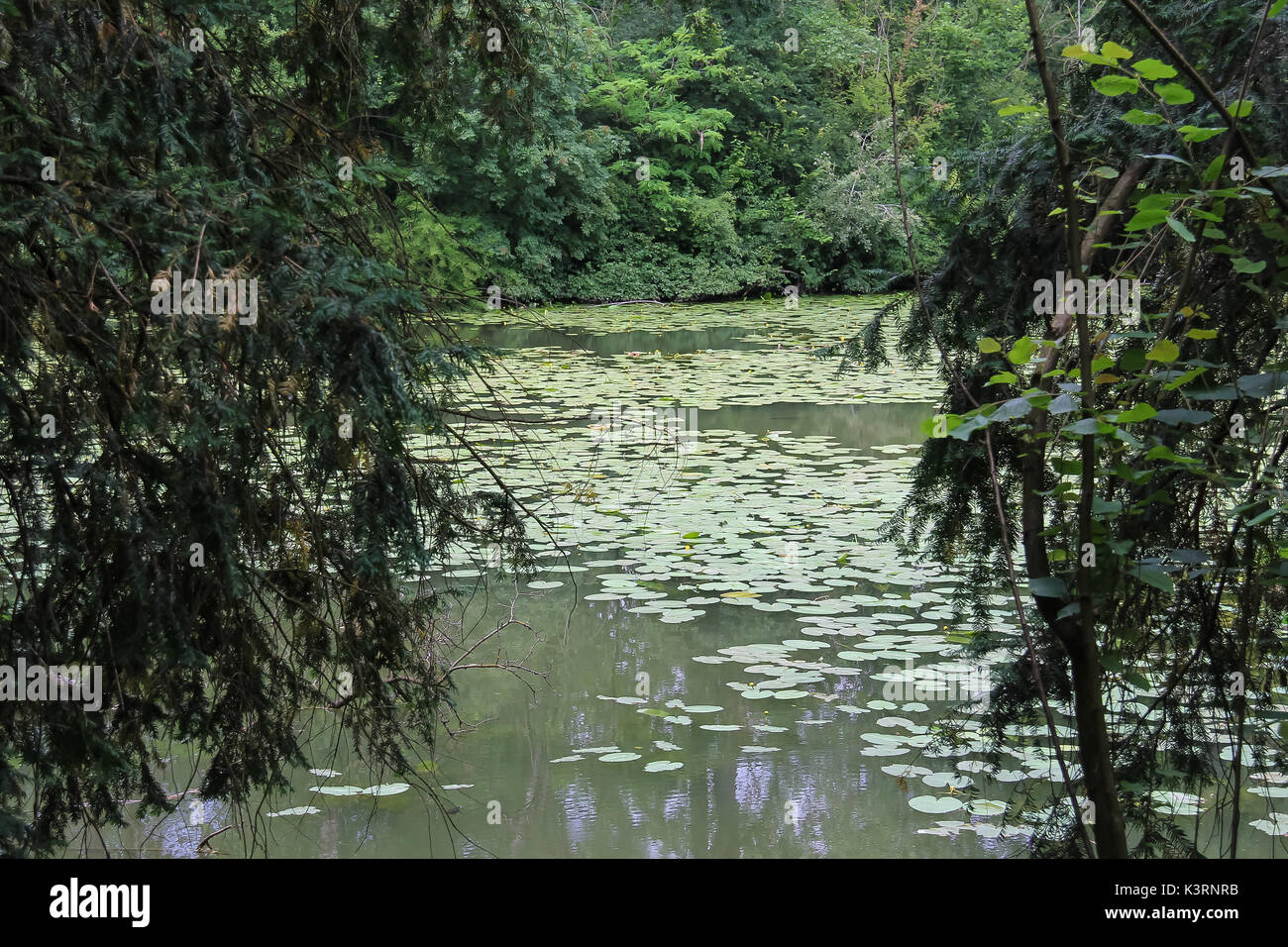 Hemingbrough Pond Yellow water lilies in park pond Stock Photo - Alamy
