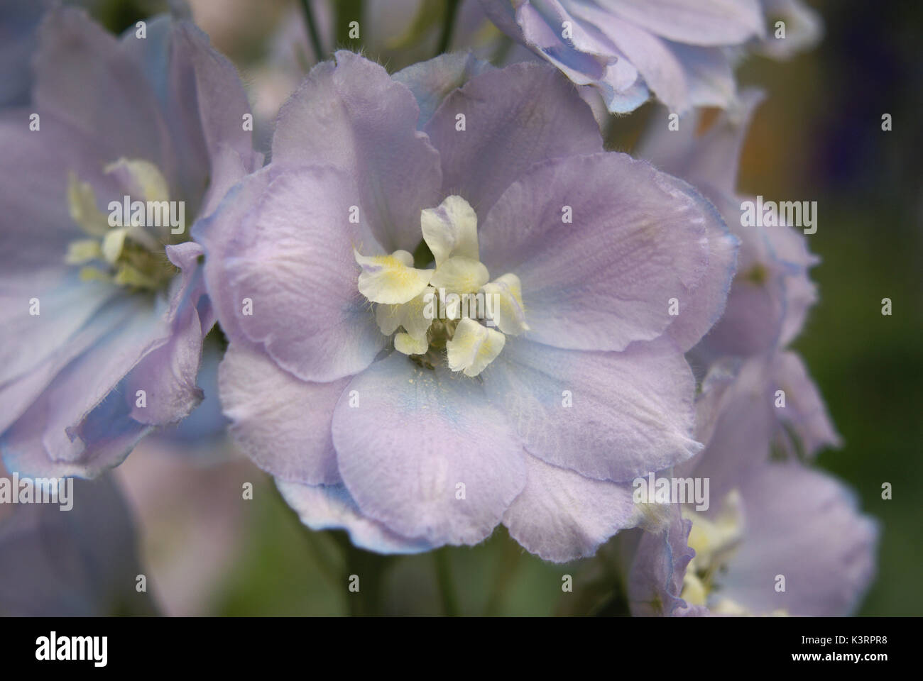 Dolly bird hires stock photography and images Alamy