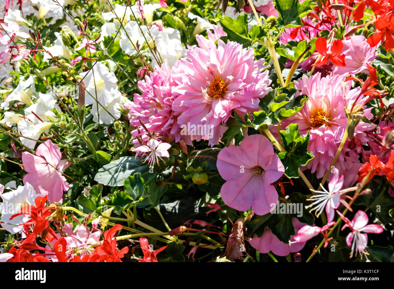 Flower bed bloom hi-res stock photography and images - Alamy