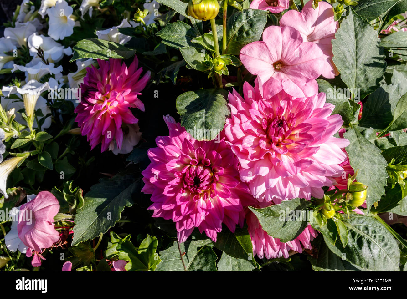 Peony Dahlias High Resolution Stock Photography and Images - Alamy